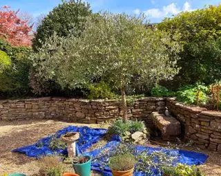 podar y dar forma a un olivo en un jardín