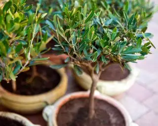 Olivos en macetas en un patio