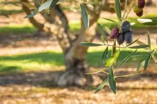 Primer plano de aceitunas Kalamata maduras que crecen en olivo con fondo borroso
