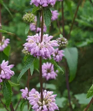 Jerusalem-Salbei (Phlomoides tuberosa)