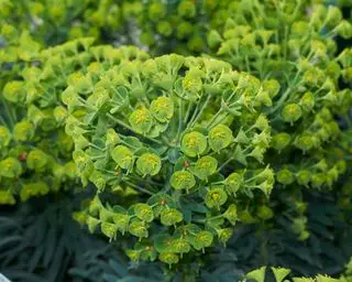 Euphorbia characias-Pflanze