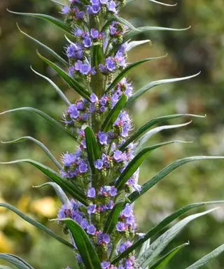 Echium pininana-Pflanze