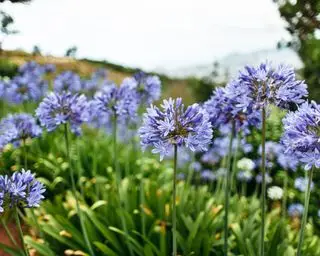 blaue Agapanthuspflanzen