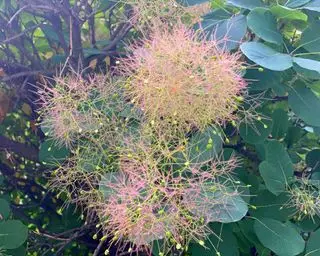 Rauchstrauch (Cotinus coggygria)