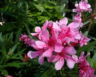 Mediterrane Pflanzen – die 10 besten für den Gartenanbau