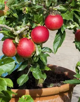 Små køkkenhave ideer vist af et æbletræ i en terracotta potte.