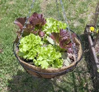Hjemmedyrket sommer hængende kurv af rød og grøn bladsalat
