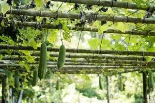 agurker, der vokser lodret på et espalier