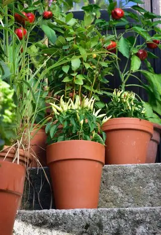 Poupila peberplante, Mirabell tomatplante, laurbærblad og sød peberplante i potte.
