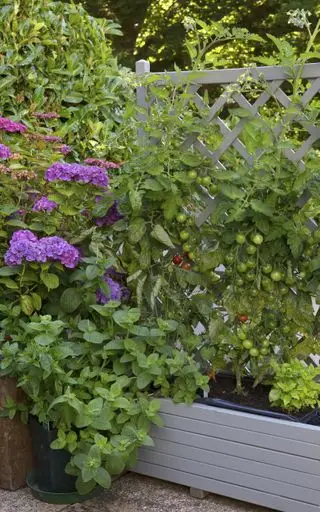 Et eksempel på ideer til små køkkenhave, der dyrker grøntsagsplanter op ad et gråt espalier.