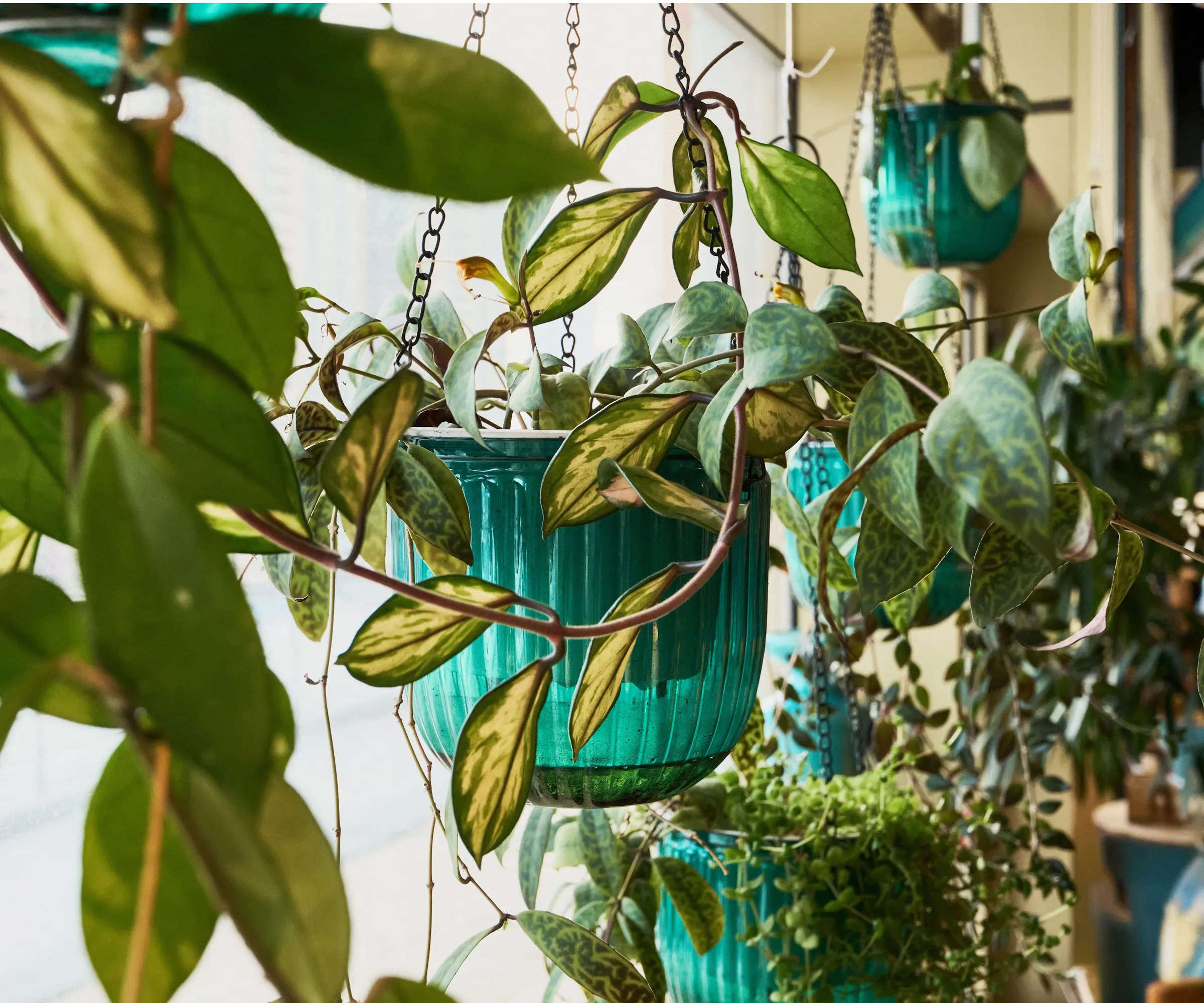 Plantas de casa variadas penduradas na frente da janela' loading='lazy' title=