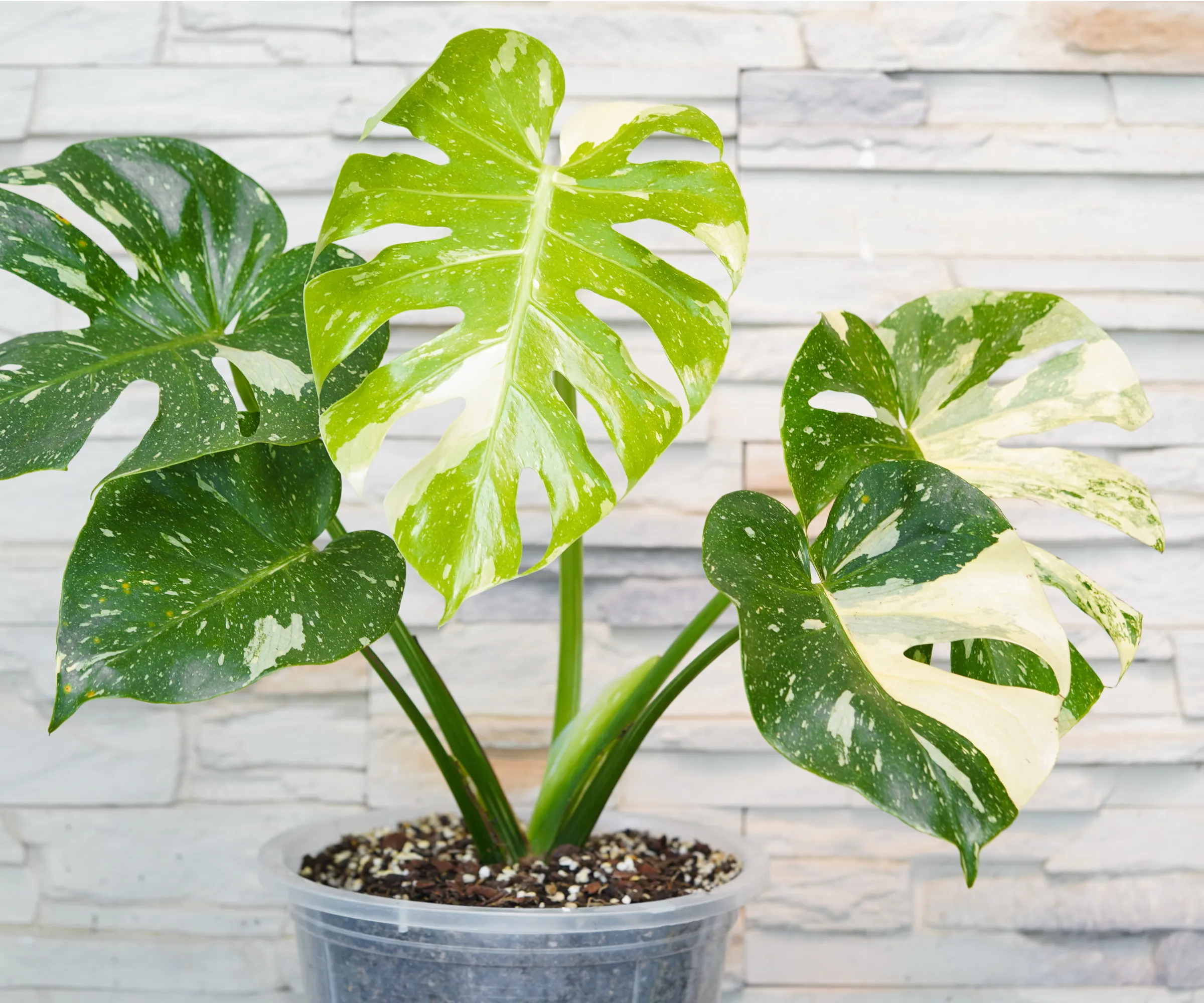 Monstera variegada 'Constelação Tailandesa'' loading='lazy' title=