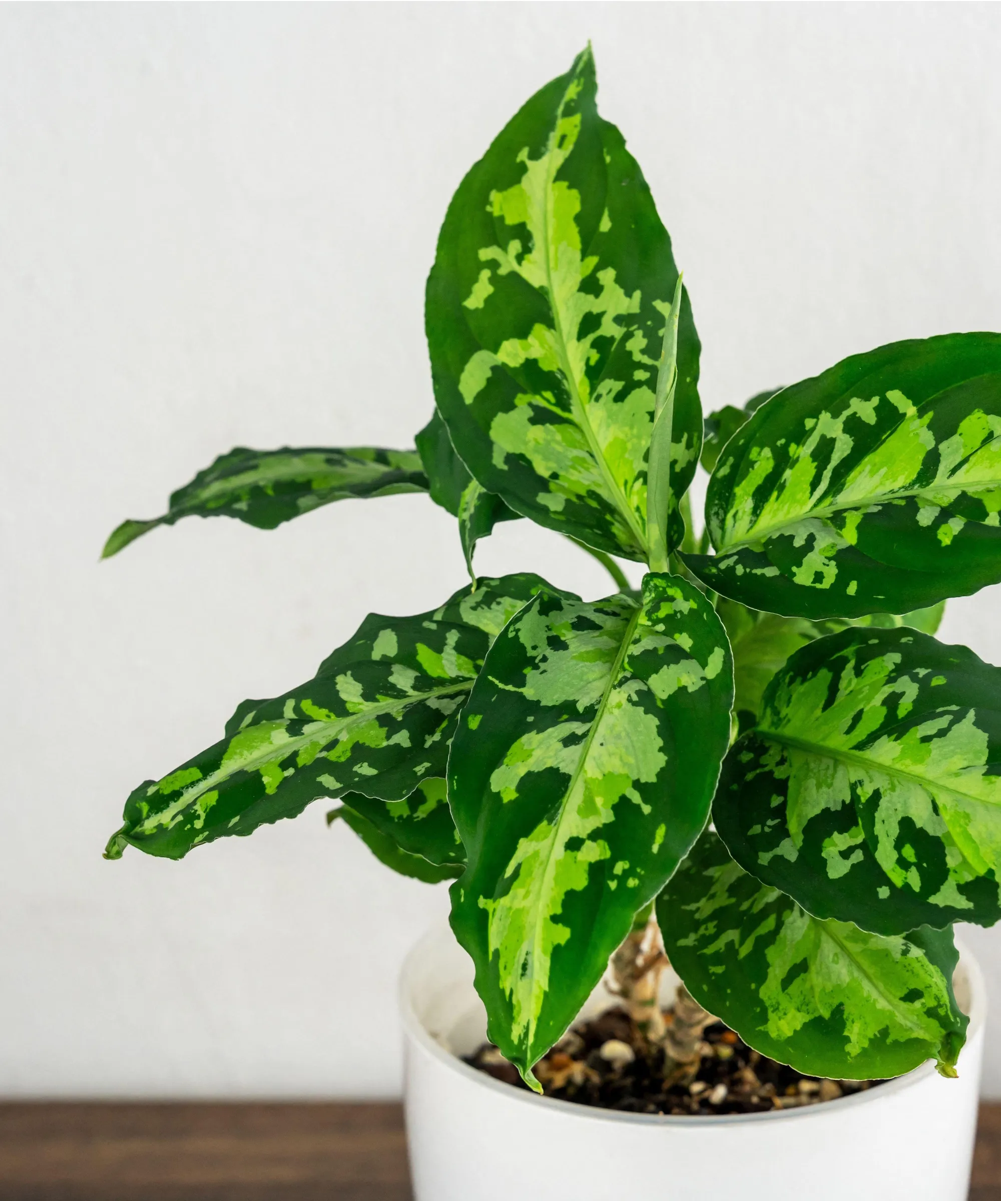 Tricolor aglaonema' loading='lazy' title=