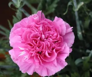 Růžový dianthus