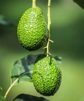 frutos de aguacate que crecen en un árbol