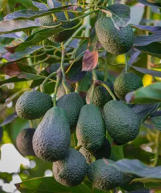 Aguacates Hass creciendo en un árbol