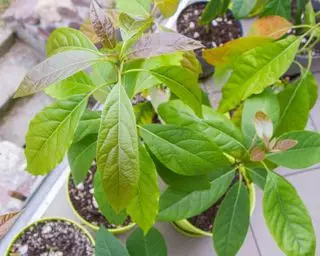 Plantas de aguacate que crecen en macetas afuera.