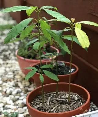 planta de aguacate creciendo en una maceta afuera