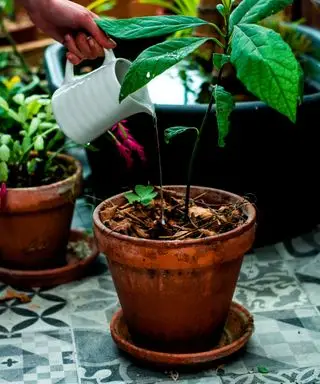 regar una planta de aguacate de interior en una maceta