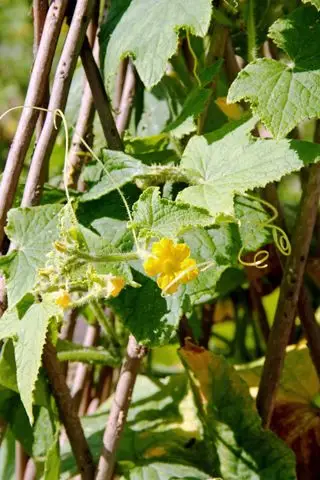 Planta de pepino creciendo en espaldera