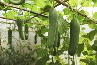 Cultivar pepinos en lo alto.