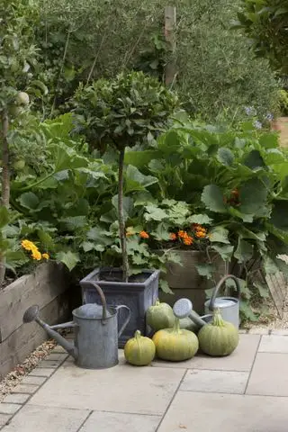 compañero de pepino plantando flores con cultivos