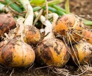 Una hilera de cebollas recién cortadas