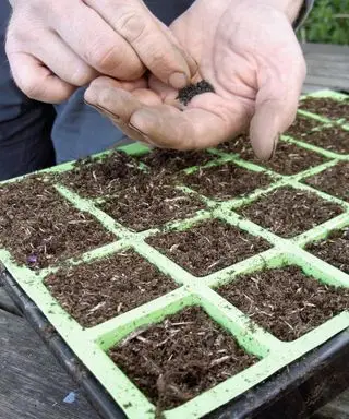 Sembrando semillas de cebolla en bandeja modular.