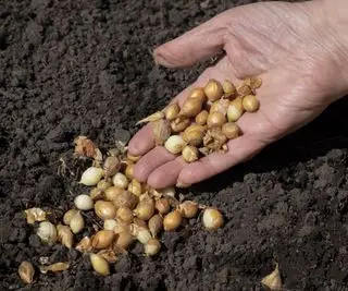 Un puñado de cebollas caen al suelo.