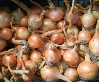 Un montón de cebollas cosechadas