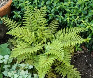 front yard plante åpne blader i skyggefulle delen av hagen