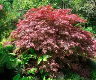 forgårdsplante Acer palmatum var dissectum Crimson Queen blomstrer på sensommeren