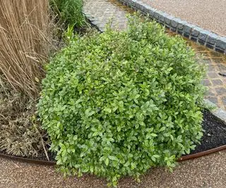 forgårdsplante Pittosporum tenuifolium golfball som vokser nær gangsti