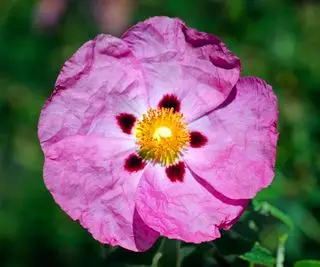 forgård plante rock rose Cistus x purpureus blomstrende midtsommer