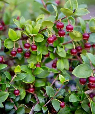 front yard plante chilensk guava Ugni molinae frukting røde bær