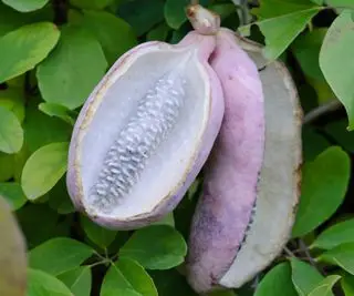 forgårdsplante Akebia quinata Hvit sjokolade som blomstrer mot et espalier