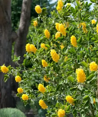 forgårdsplante Argyrocytisus battandieri blomstrende i sommervisning