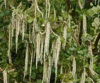 hageplante Garrya elliptica James Roof viser rakler mot et hagegjerde