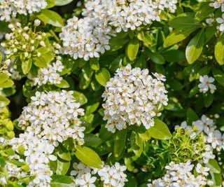 forgårdsplante Choisya ternata blomstrer om våren