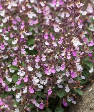 front yard plante germander Teucrium chamaedrys blomstrende i solrik utstilling