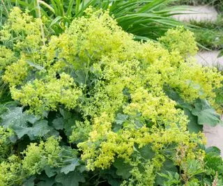 forgårdsplante Alchemilla mollis som blomstrer nær stien