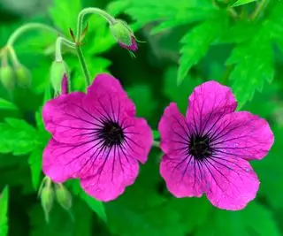 forgårdsplante Geranium psilostemon tranenebb som blomstrer om sommeren