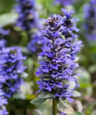 forgårdsplante Ajuga reptans Caitlin's Giant blomstrer tidlig på sommeren