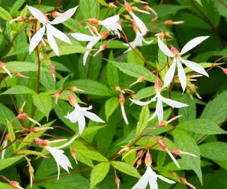 forgårdsplante Gillenia trifoliata AGM som blomstrer sent på våren