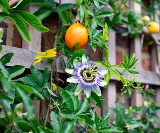 forgårdsplanter inkludert pasjonsblomst som klatrer opp espalier