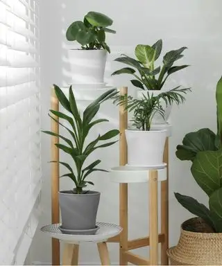 Stueplanter på etageret stativ