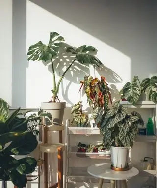Stueplanter på plantestande