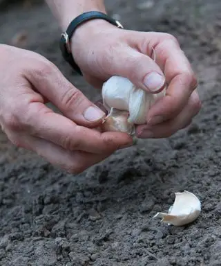 Cómo-cultivar-ajo-RHS-Tim-Sandall