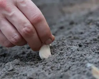 Cómo cultivar ajo Tim Sandall