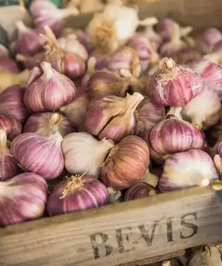 Cómo-cultivar-ajo